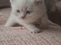 Mavi Gözlü 2 Aylık British Shorthair