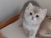 British Shorthair Safkan Kediler