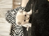 Teslime Hazır Scottish Fold Pamuk Gibiler