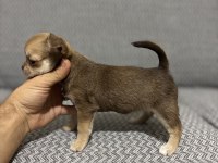 Safkan Kusursuz Yavrular Chihuahua Şivava