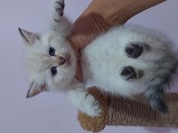 A kalite ırk garantili yavru kedilerdir (ücretsiz değildir)