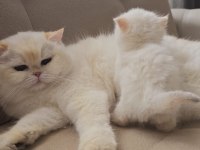 Safkan Kaliteli British Longhair Yavru