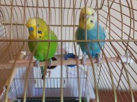 Kafesi ve tüm malzemeleriyle birlikte çift muhabbet kuşu