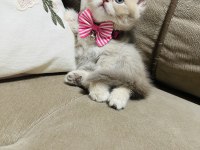 Yavru British Kedimize Yuva Arıyoruz