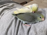 2.5 Aylık Dişi Turkuaz Forpus