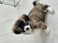 Kendi Köpeğimin Bebişleri (Sadece Niğde İçi)