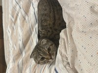 Pamuk Gibi Scottish Fold Kızımıza Yeni Bir Yuva