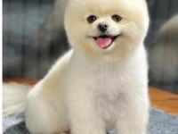 Pomeranian boo dişi