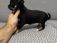 Safkan Kusursuz Yavrular Chihuahua Şivava