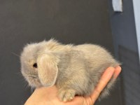 Hollanda Lop Tavşanlar Her İle Gönderim Var