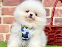 Safkan pomeranian cinsi köpeklerimiz