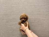 Tuvalet Eğitimli Evde Büyüyen Poodle Yavrular