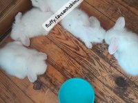 Renkli Cins Tavşan Yavruları