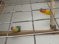 Cennet Papağanlarımız