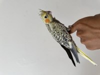 Sultan Papağanımız Sahiplendirilecektir