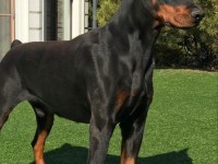 Sağlık ve ırk garantili doberman köpekleri