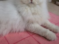 Güzel chinchilla yavruları