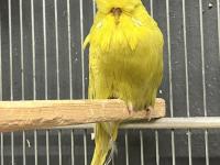 Sağlıklı, Genç Ve Üretime Uygun Show Muhabbet Kuşlar