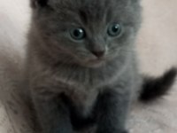 Erkek British Shorthair Yavruları