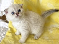 Silver Point Ns1133 Safkan Orjinal Scottish Fold Mavi Gözlü