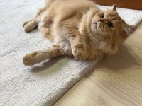 Golden Rengi Yetişkin British Longhair