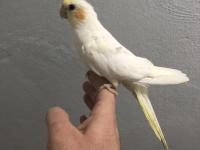 Yavru Sultan Papağanları