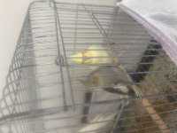 Yavru Sultan Papağanımız