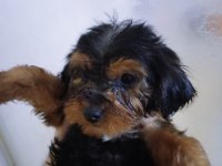 2'5 aylık morki poodle erkek ve dişi yavrular