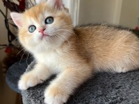 Ny12 Soylu Golden British Yavrular - Muhteşem Tip Ve Karakterli