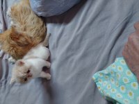 Exotic Longhair Erkek Ve Dişi Safkan Bebekler