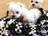 En Güzel Hediyeniz Maltese Bebeklerimiz