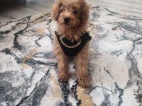 4 aylık toy poodle