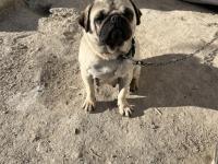 Pug Mops 2 Yaşında Yavrusu 2 Aylık Aşıları Tam