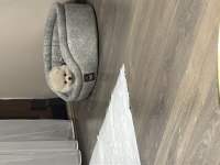 6 Aylık Dişi Pomeranian Yavru