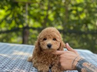 En microsu a kalite maltipoo