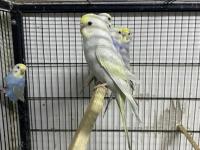 Üst Vasıf Rainbow Muhabbet Kuşu Yavrular