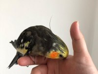 Erkek Sultan Papağanı 2 Yaşında Sağlık Sorunu Yok