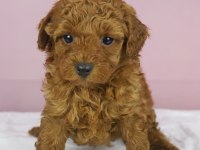 Mükemmel güzellikte poodle bebeğim