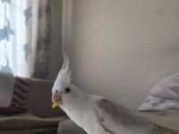 Dişi Jumbo Sultan Papağanı Albino