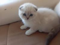 Scottish Fold Mavişlerim