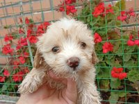 Maltipoo Minik Şekerler