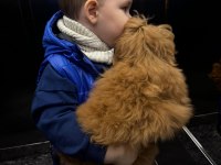 Bebek Suratlı Poodle Köpeğimiz Coffe