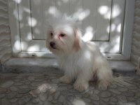 Maltipoo Maltese Köpekler