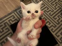 Minik british shorthair patiler yeni yuvalarını arıyor!