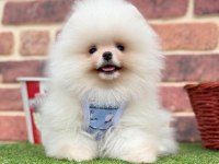 Safkan Pomeranian Boo Yavrular