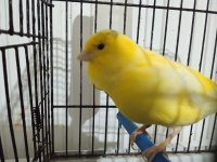 Erkek malinua kanarya 2023