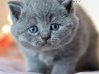 Kara Kuzum Gri British Shorthair