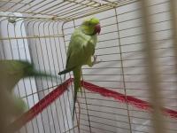 Erkek pakistan papağanları