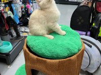 Show Kalite British Yavrularımız 2,5 Aylık