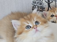 Absolu Torunu Prenses British Longhair